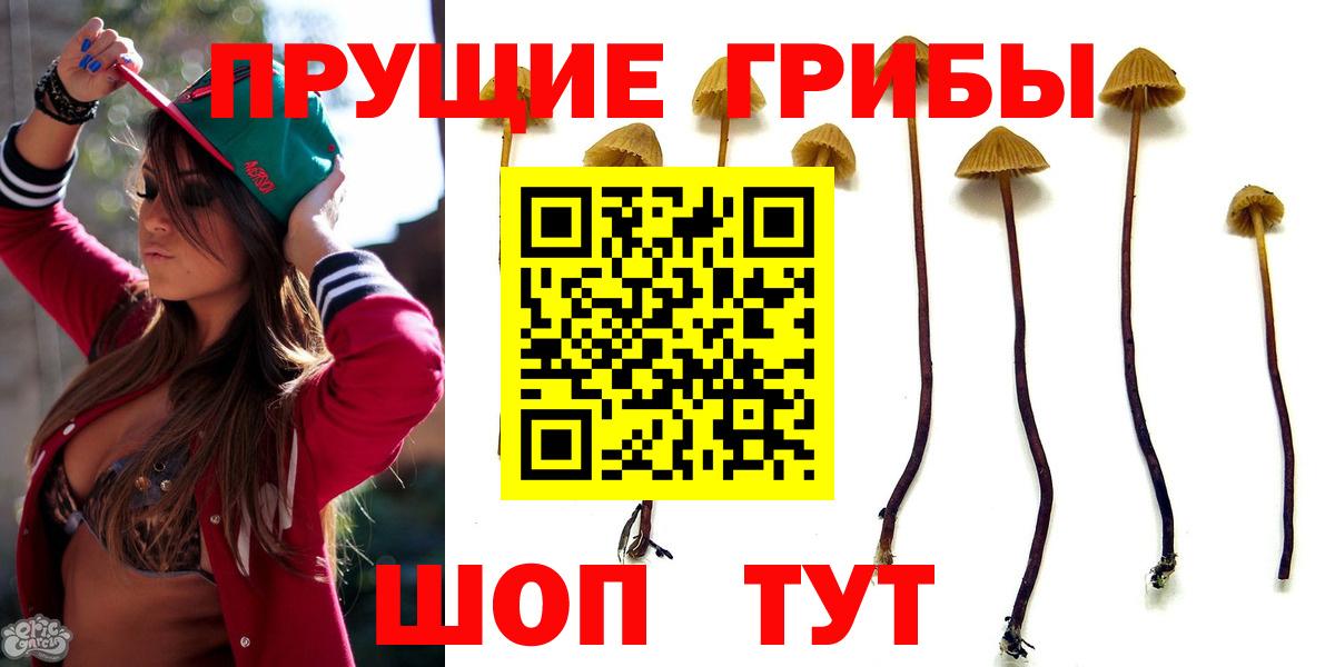 Галлюциногенные грибы Psilocybine cubensis Великие Луки